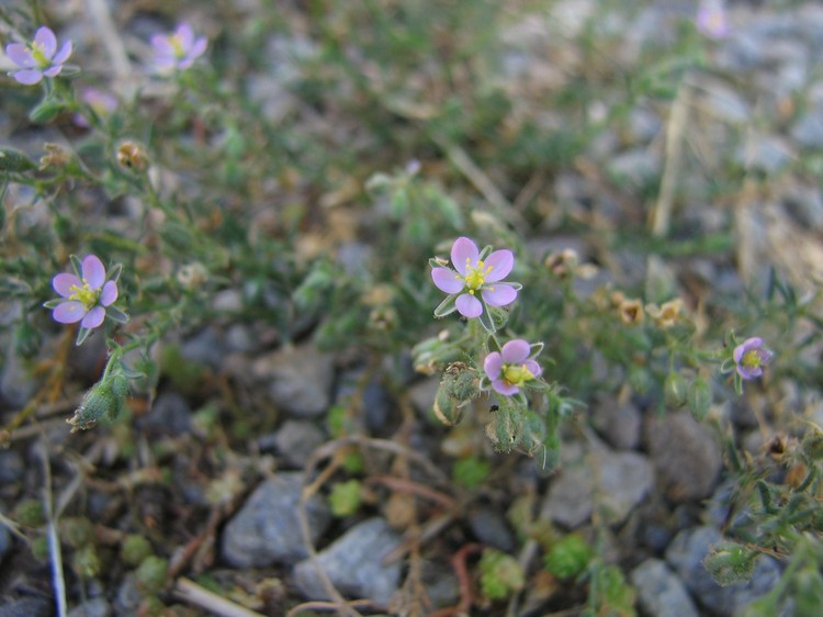 Spergularia rubra